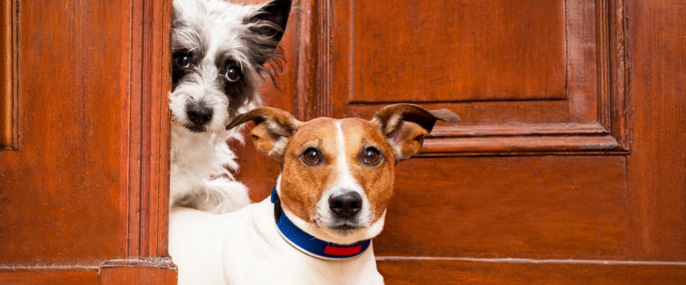 Two dogs watching guests arrive at the door, emphasizing tips for managing pets during gatherings and creating calm, pet-friendly holidays.