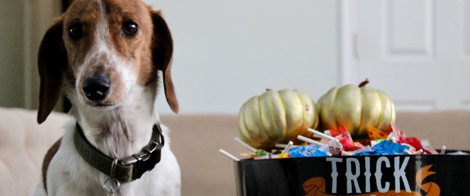 Dog sitting beside a bucket of Halloween candies and pumpkins, illustrating the importance of preventing pets from eating unsafe treats on Halloween.