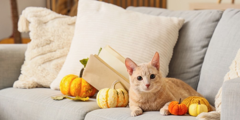 Cat resting on a sofa decorated with mini pumpkins, visually illustrating Halloween pet safety tips for keeping decorations and pets safe indoors.