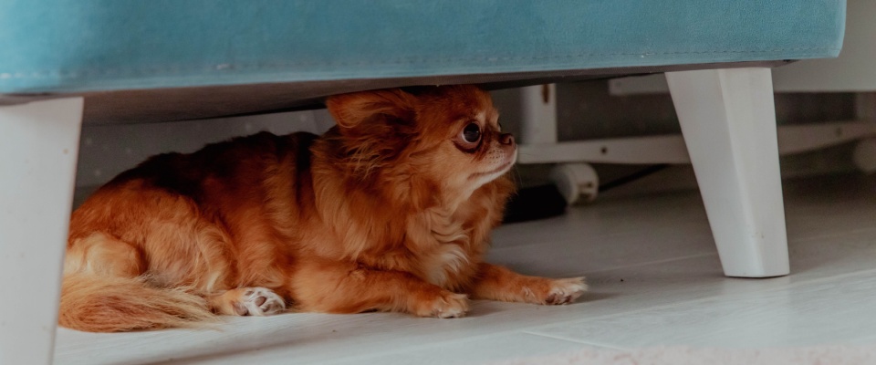 Small dog hiding under a couch, showing stress from noise and crowds, emphasizing Halloween pet safety for anxious pets.