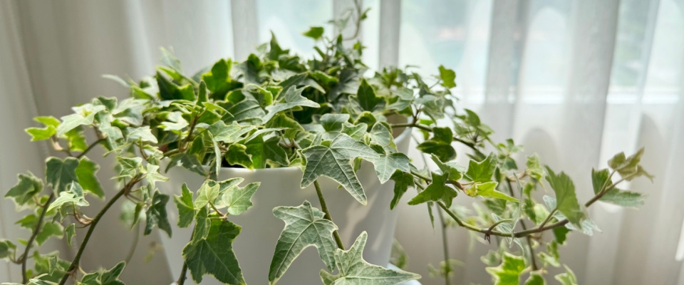 English ivy in a white pot near a bright window, an effective indoor plant that helps with mold and improves air freshness in humid spaces.