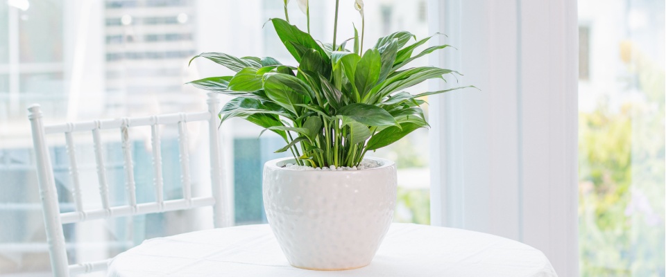 Peace lily in a white pot on a bright table, a beautiful indoor plant that helps with mold by absorbing spores and enhancing indoor air quality.