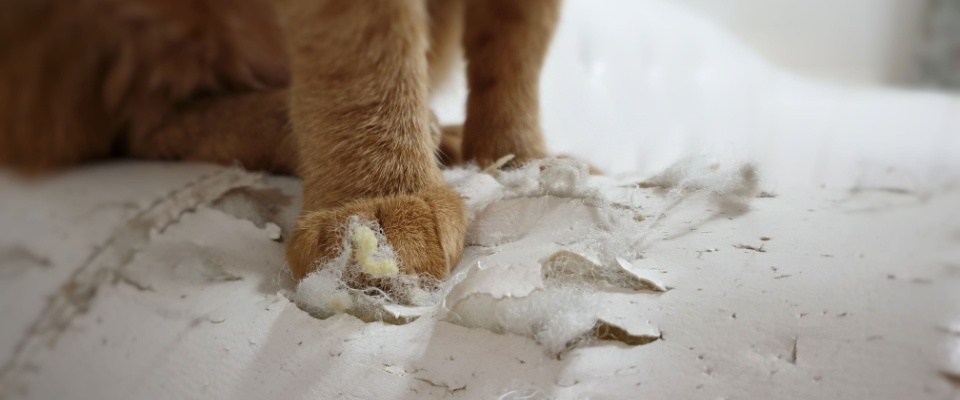Close-up of an orange cat's paws scratching and damaging a white couch, illustrating a lesser-known renters insurance benefit that may help cover pet-related accidental damage in apartments.
