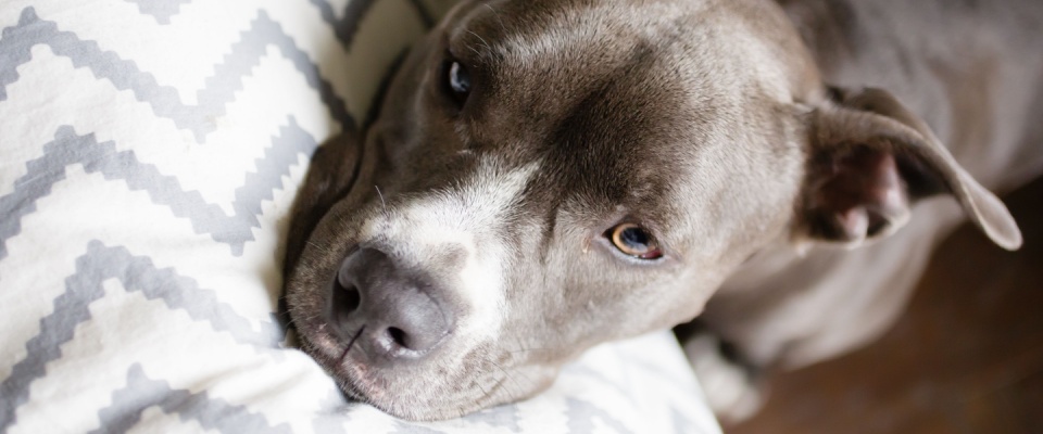 A close-up of a relaxed gray pit bull dog with a white snout resting on a chevron-patterned pillow, illustrating the importance of checking pet policies and breed restrictions when renting with pets.