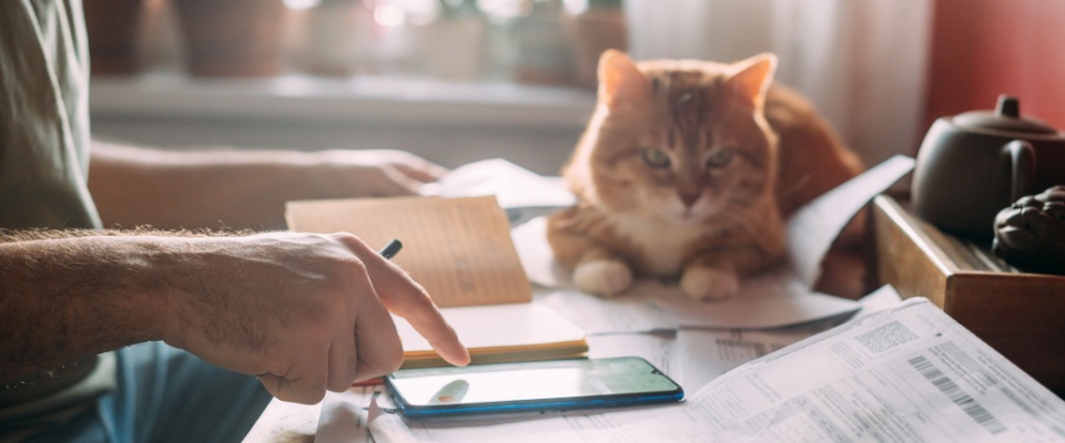 A cozy home office scene with a fluffy orange cat sitting on paperwork next to a person organizing vet bills and using a smartphone to check updates on pet emergency contacts.