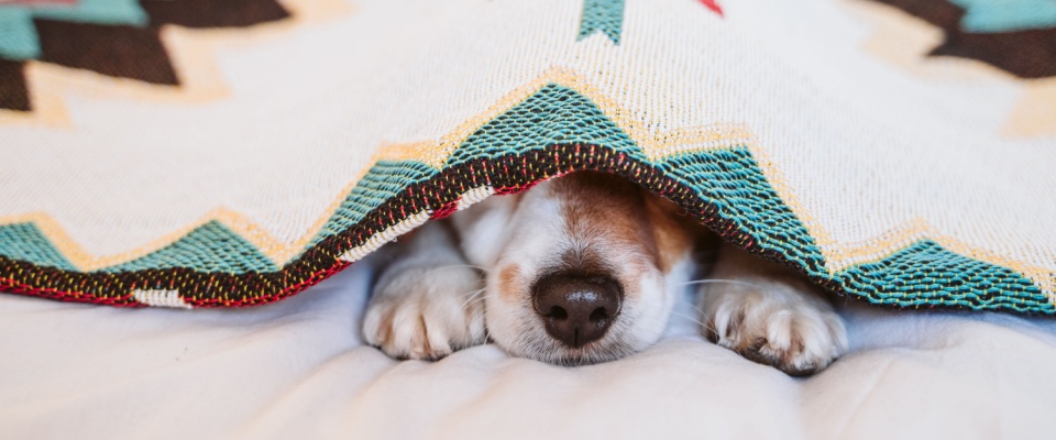 Small dog hiding under a colorful blanket on a bed, illustrating how pets seek comfort and safety during holiday celebrations like the 4th of July. 