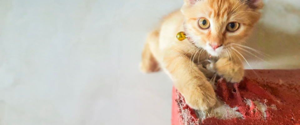 Orange tabby cat scratching and damaging a red upholstered surface, which may or may not be covered by renters insurance.