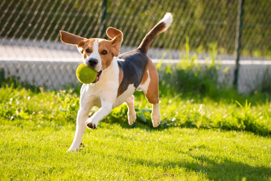 Creating the Ideal Apartment Dog Park