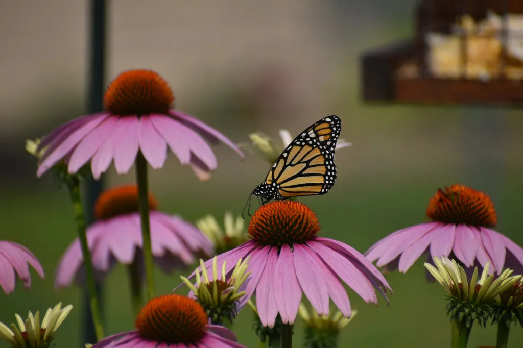 Many Benefits of Native Plants