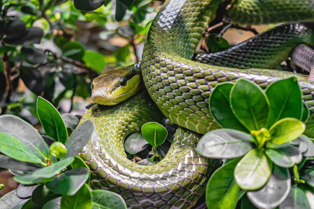 Snakes on Site? Get Up to Speed