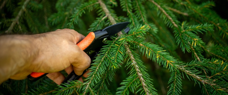Person clipping evergreen branches outdoors, gathering natural greenery for a DIY holiday decoration while making sure it's safe to keep indoors.